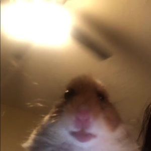 Meet your Posher, Gina